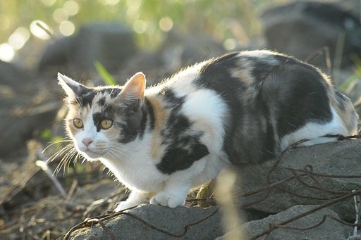 【猫】逆光は勝利