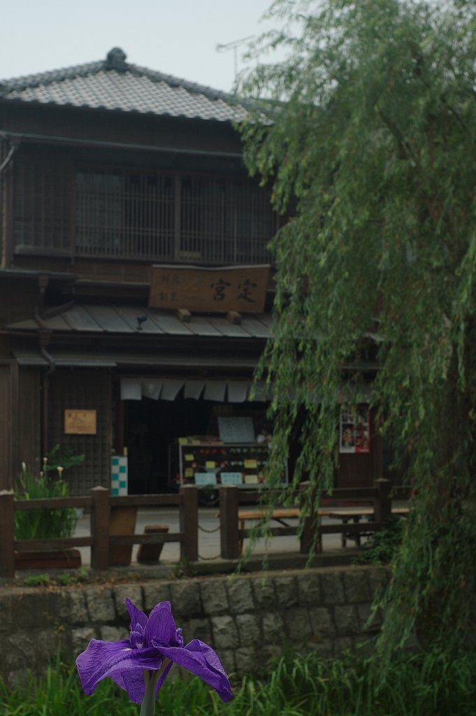 あやめの季節ですねー