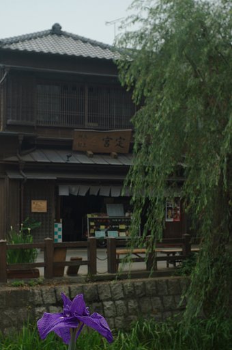 あやめの季節ですねー
