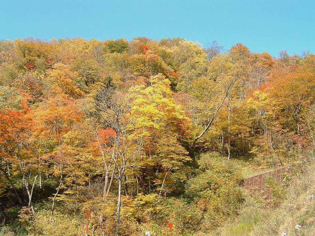 【秋】紅葉