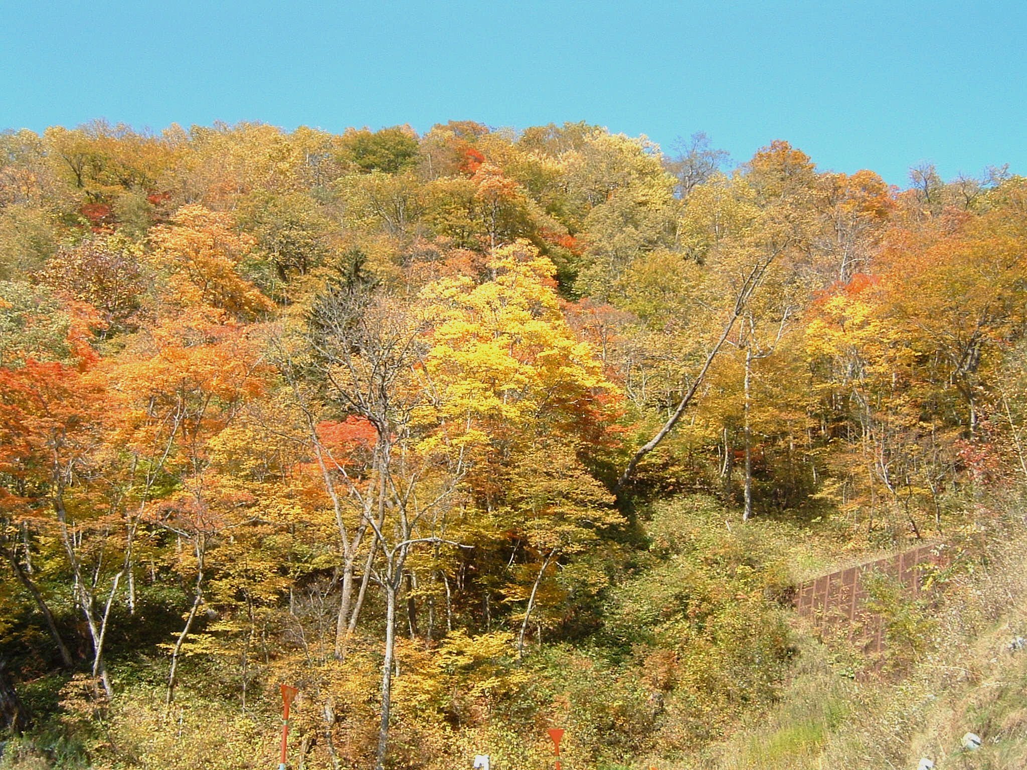 【秋】紅葉