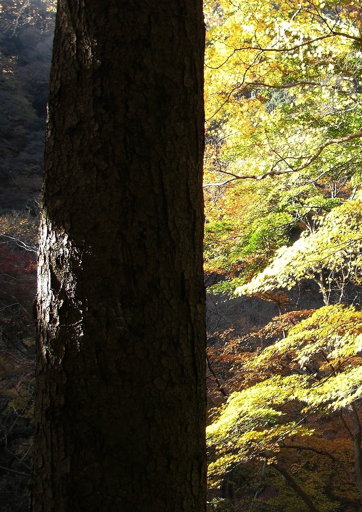 【秋】　松の秋