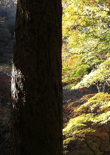 【秋】　松の秋