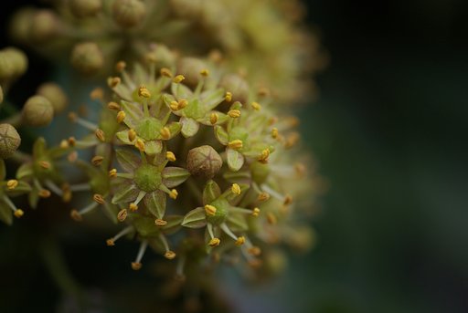 木蔦の花