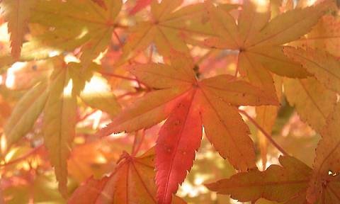 紅葉