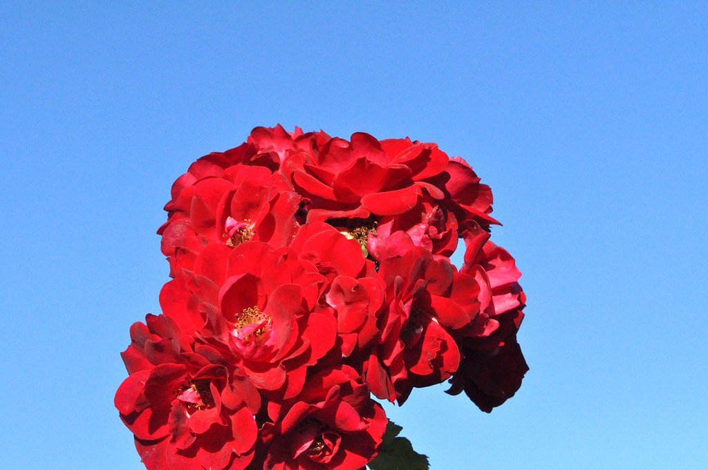 薔薇＆青空