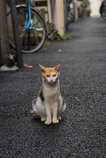 【猫】下町路地猫