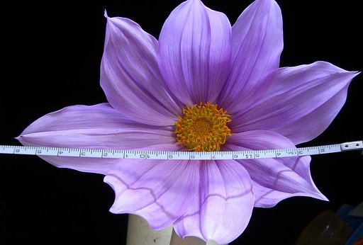 １７cm　皇帝さま〜☆
