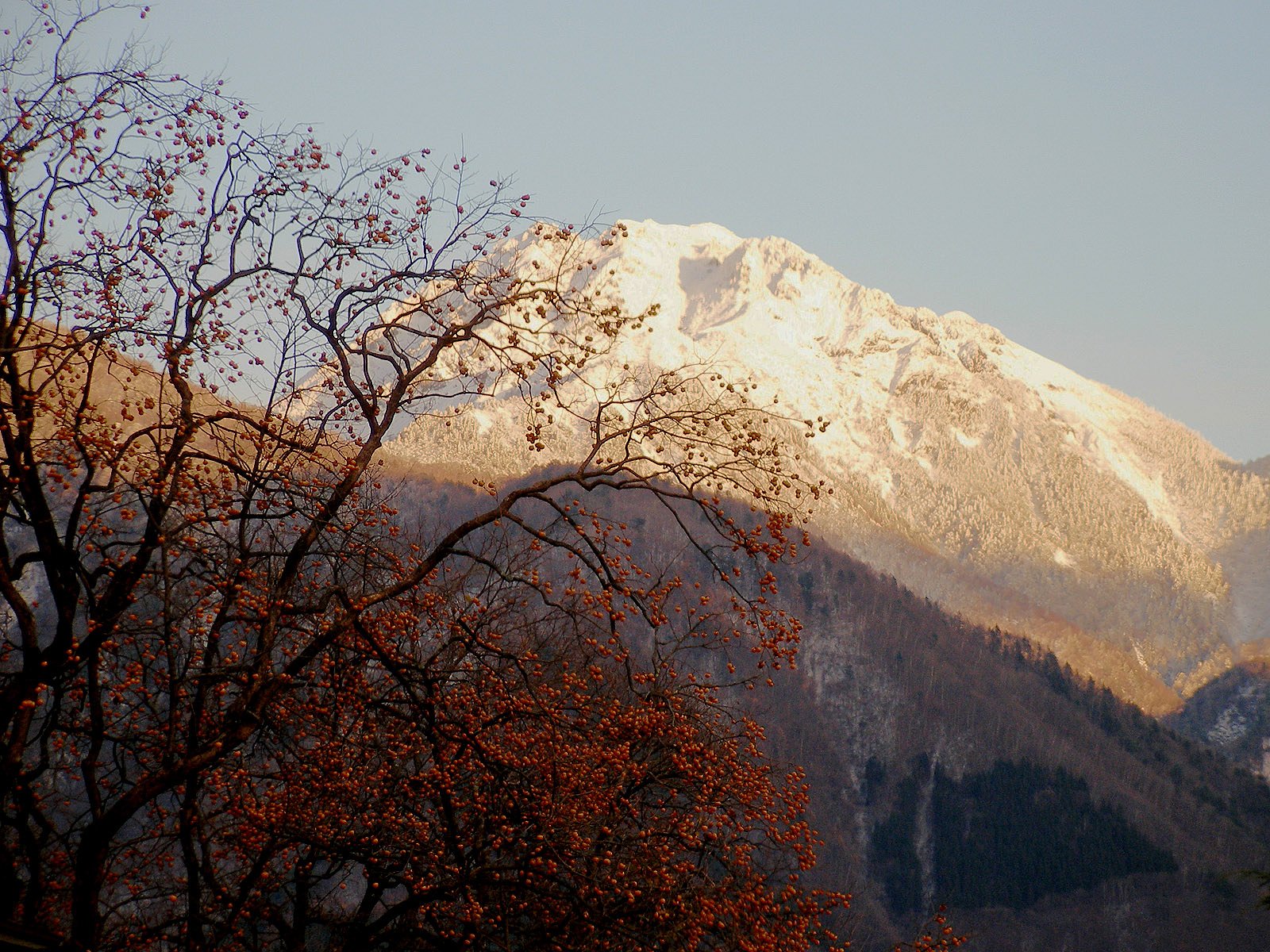 [秋]柿と雪山