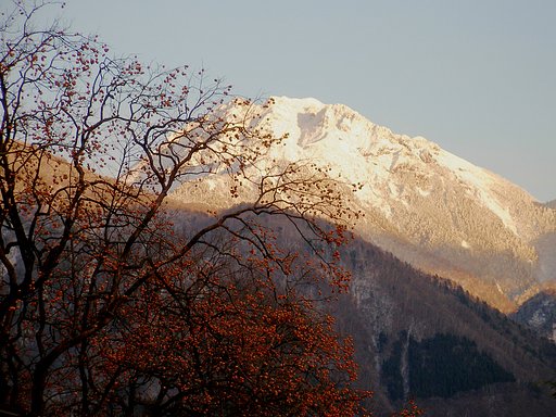[秋]柿と雪山