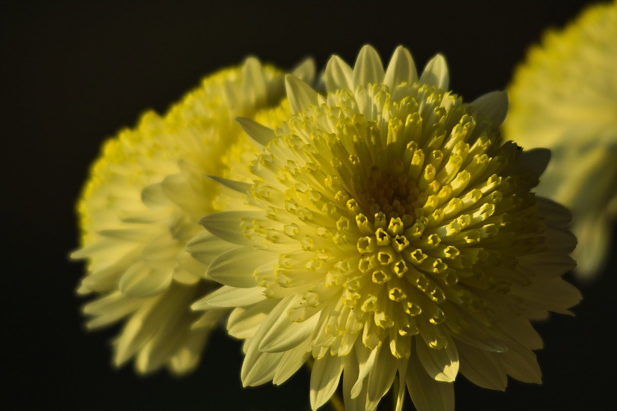 菊