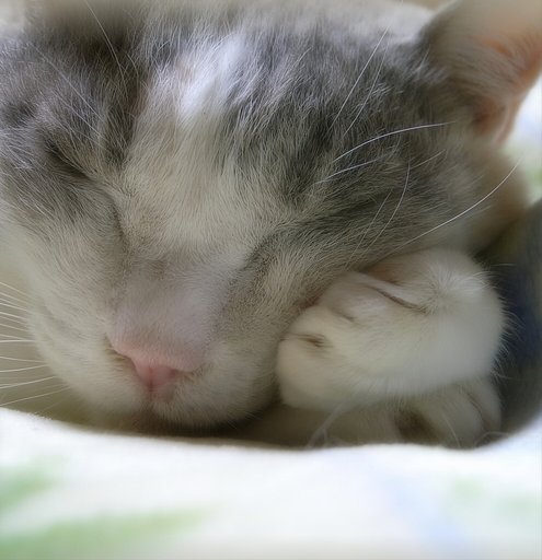 頬杖をついて眠っています＾＾