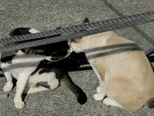 [猫]kisso♪