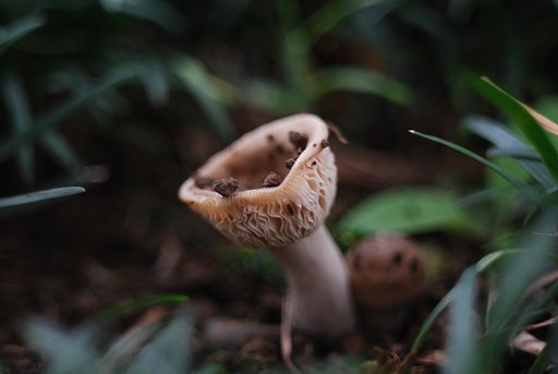 Apo Macro kilar 40mmF2.8