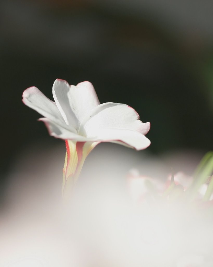 日向ぼっこ