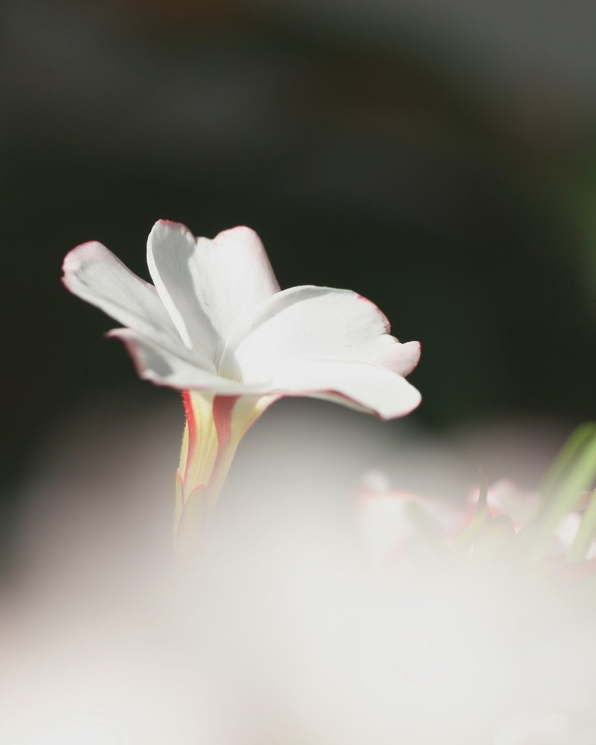 日向ぼっこ