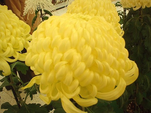 キク3