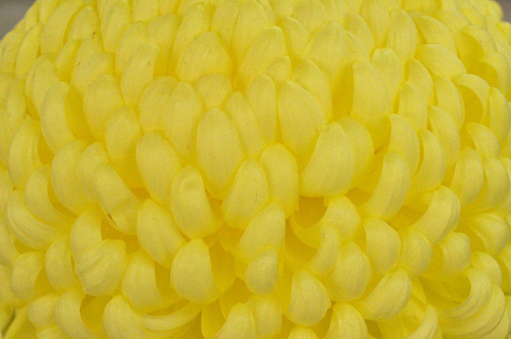 菊の花弁