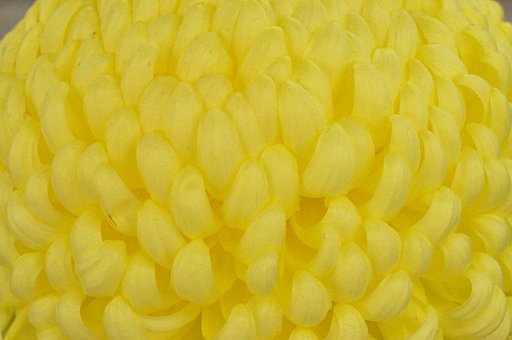 菊の花弁
