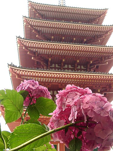 ■アジサイあれこれ-26 高幡不動(26)＝最終回