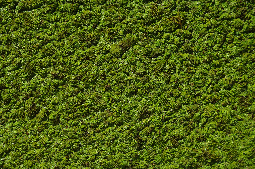 Strange plants on water