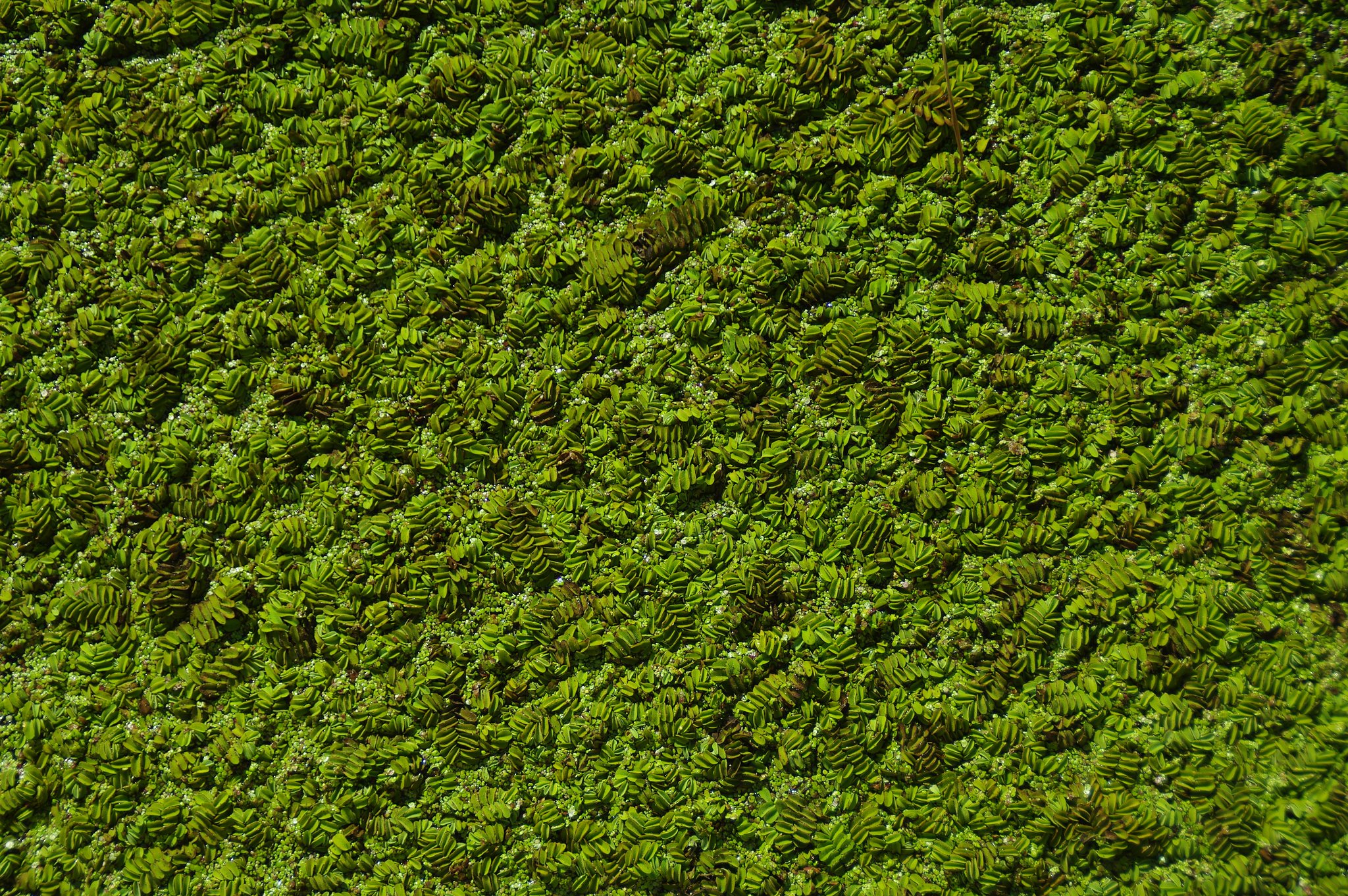 Strange plants on water
