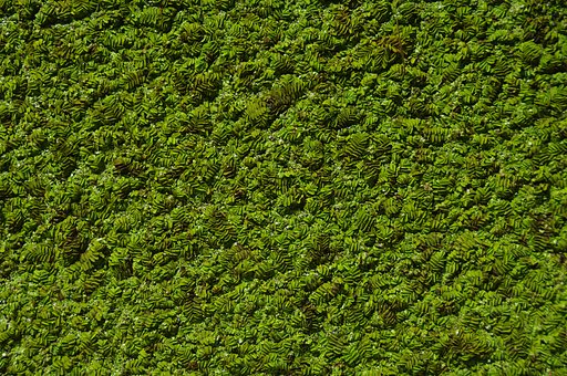 Strange plants on water