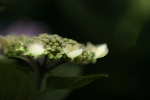 【緑】咲く前に。