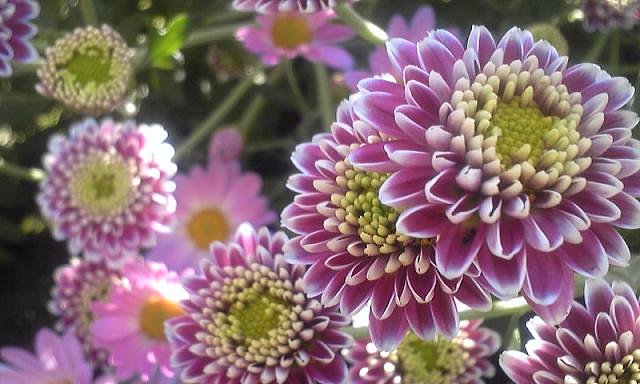 小菊。。