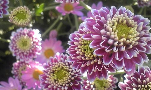 小菊。。