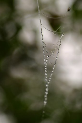 クモのジュエル