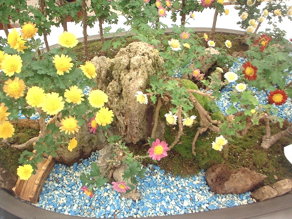 菊庭