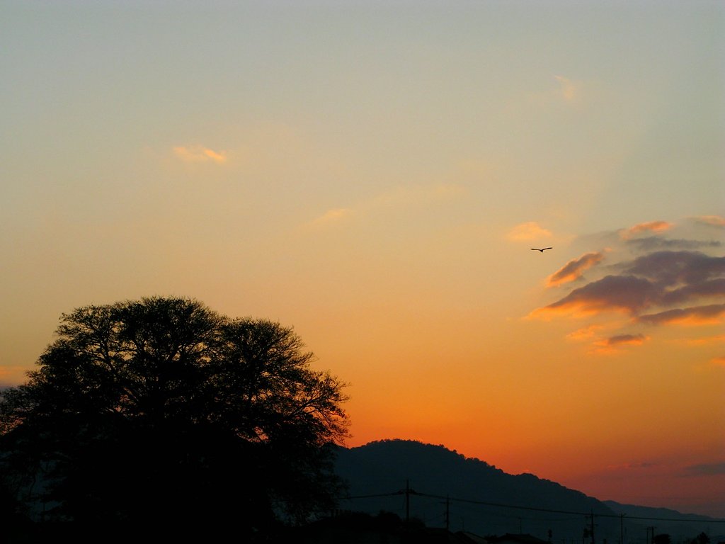 夕暮れの大樹