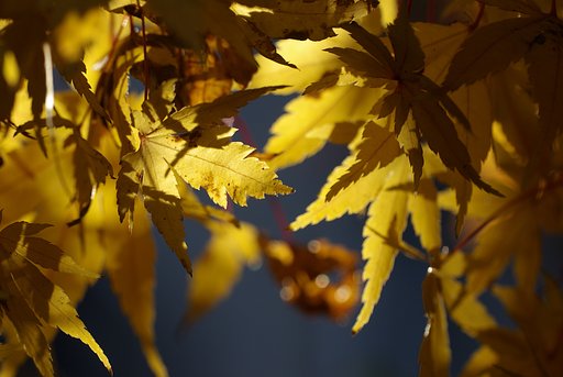 【秋】　まっ黄色