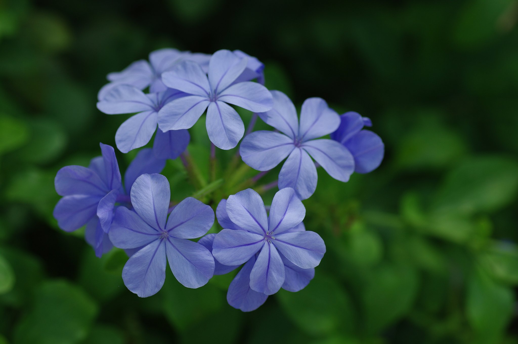 公園の花
