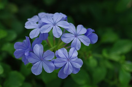 公園の花