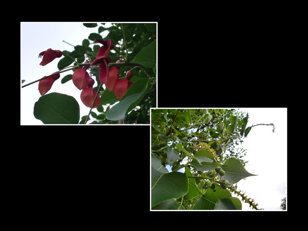 アメリカンディゴの花と実（実１4）