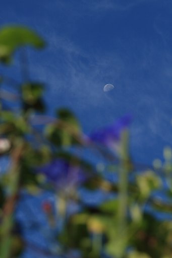 【秋】朝の月