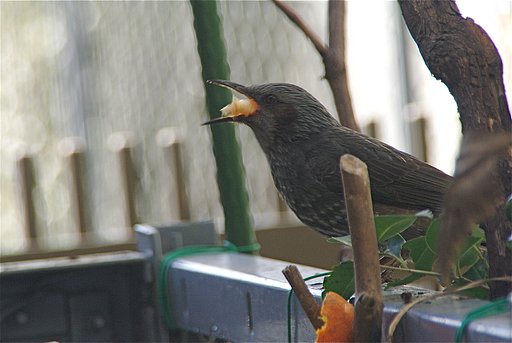 ヒヨドリ参上