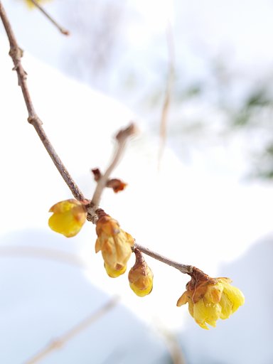 雪中蝋梅
