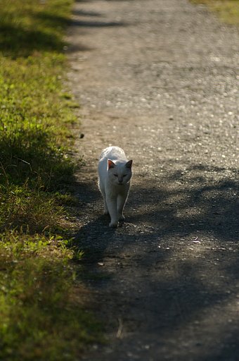 【猫】シロ