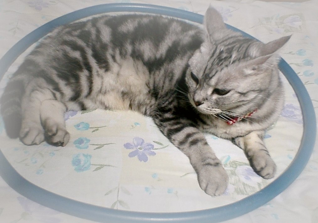 【猫】耳の形のご注目！