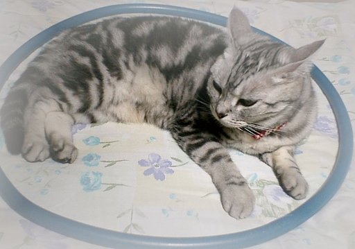 【猫】耳の形のご注目！