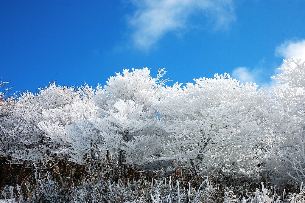 樹氷