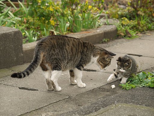 【猫】　母と子