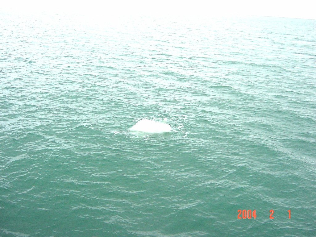 【流】流氷