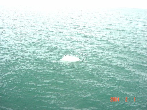 【流】流氷