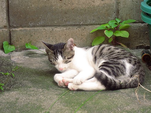 【猫】野良子猫の寝起き１