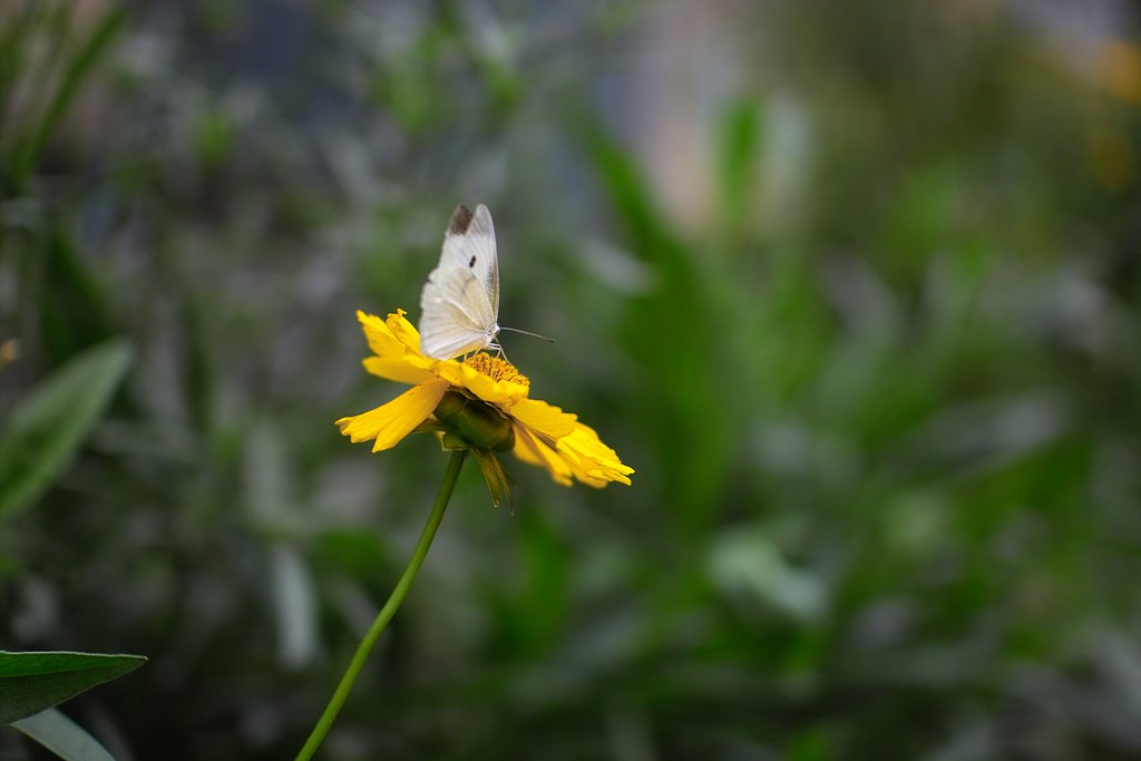 SIGMA 30mm F1.4 EX DG/HSM試写(1)