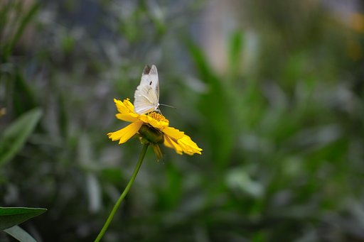SIGMA 30mm F1.4 EX DG/HSM試写(1)